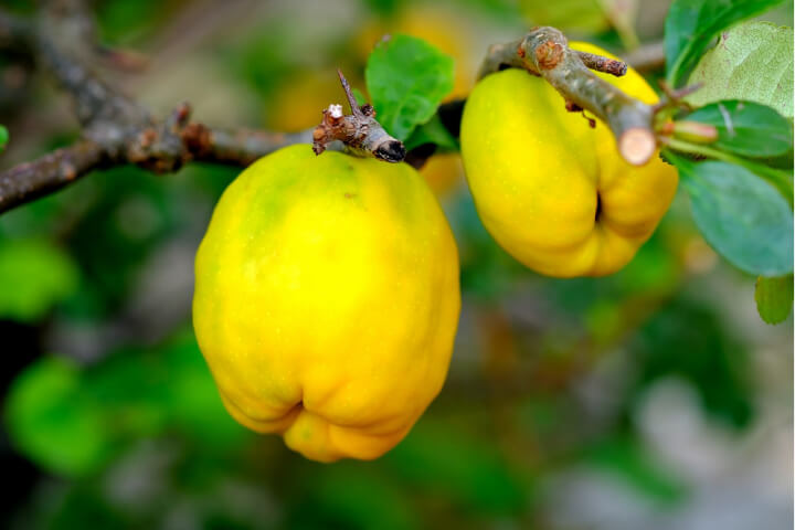 quince fruits on the tree
