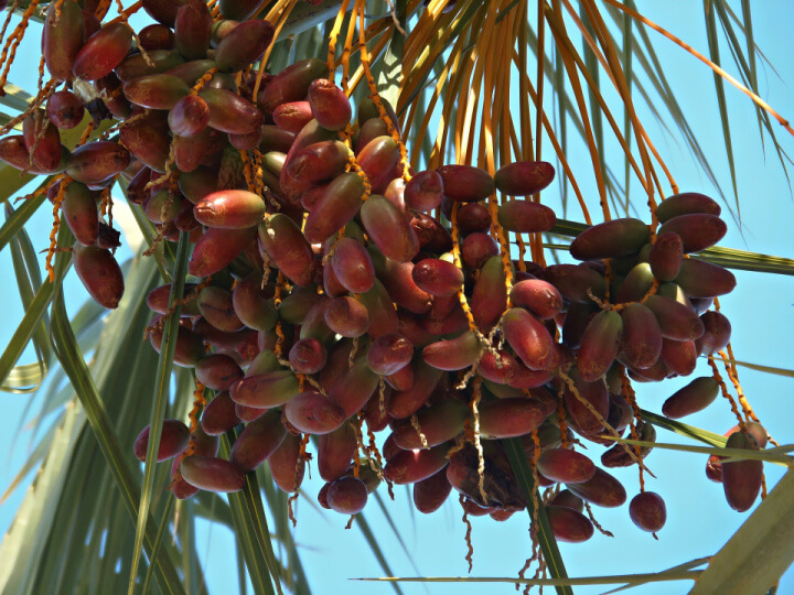 dates growing in a palm tree