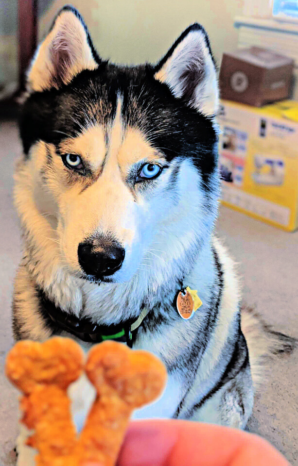 husky with dog treats